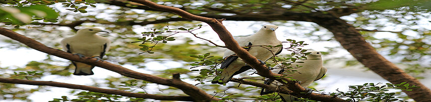 Pied imperial pigeon 
