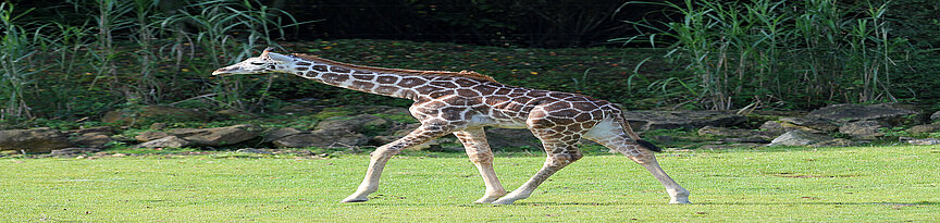 Baringo giraffe walking