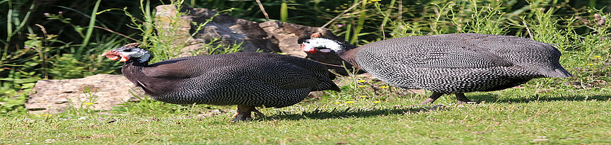 Zwei Helmperlshühner auf dem Gras der Kiwara-Kopje mit Schilf im Hintergrund