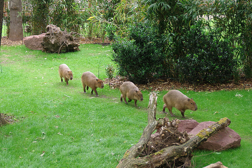 Vier Capybaras hintereinander laufend auf der Pantanal-Anlage