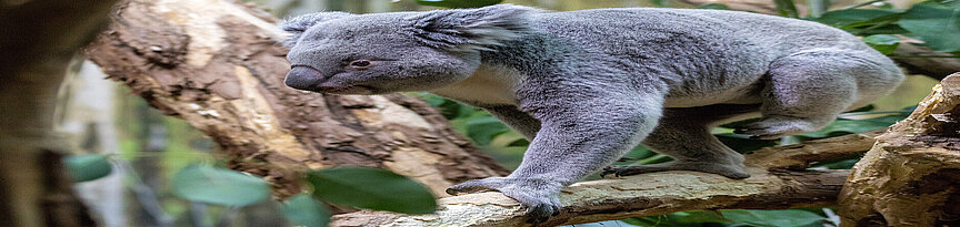 Ein Koala von schräg vorn läuft über einen Ast