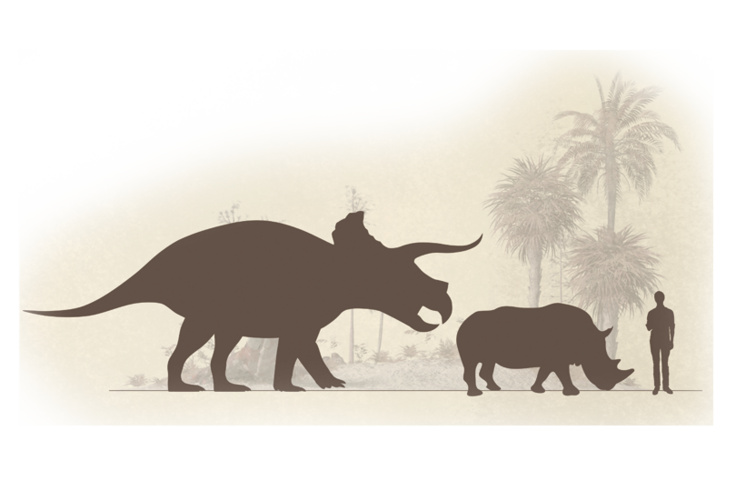 Größenvergleich Triceratops-Nashorn-Mensch