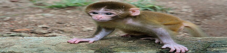Rhesus monkey baby