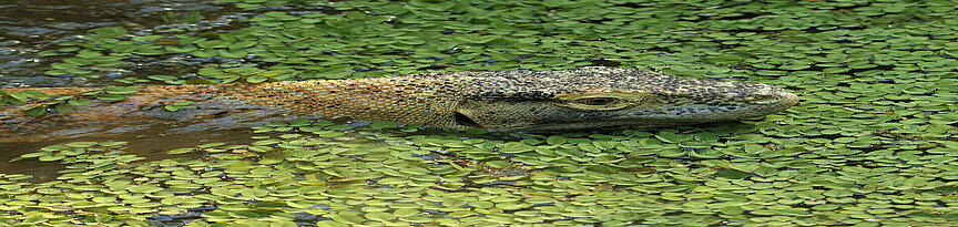 swimming Komodo dragon 