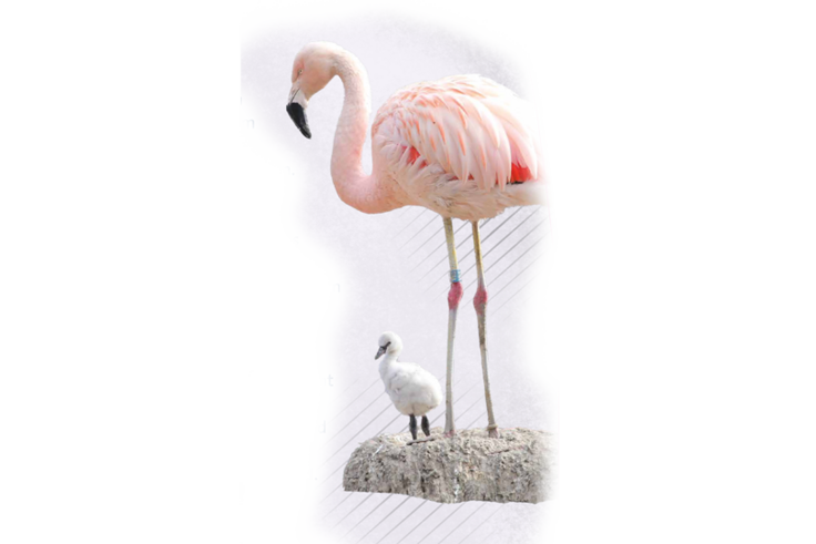 Flamingo mit Küken