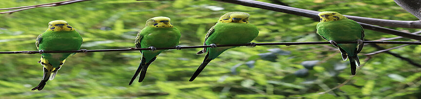 Budgerigars sitting in the trees