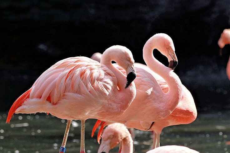 [Translate to English:] Chileflamingos in der Flamingolagune