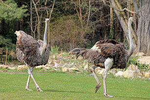 two ostrichs