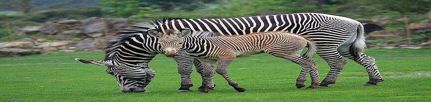 Grevy-Zebra steht mit Jungtier auf der Wiese und frisst