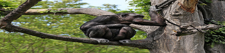  Schimpanse sitzt auf einem Baum des Pongoland