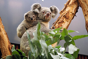 Koala-Weibchen mit Jungtier auf dem Rücken. 