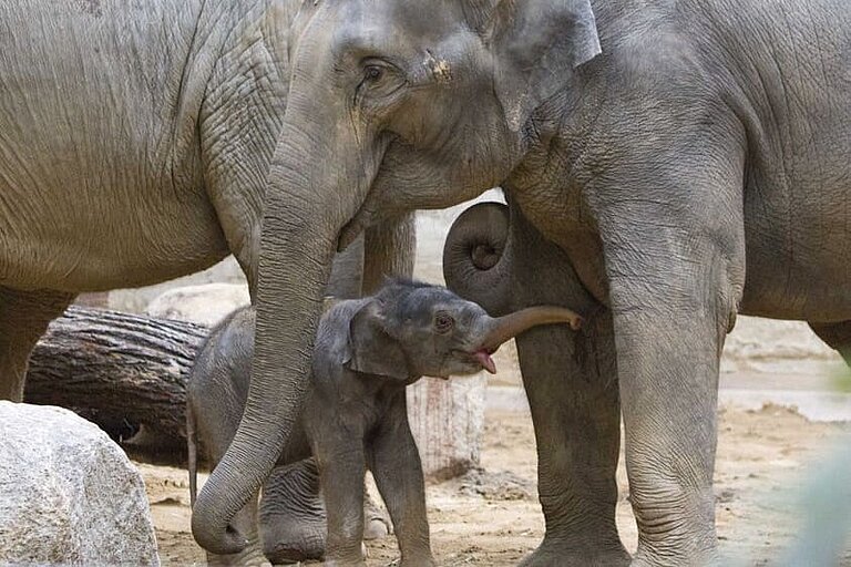 Elefant Rani mit ihrem Jungtier