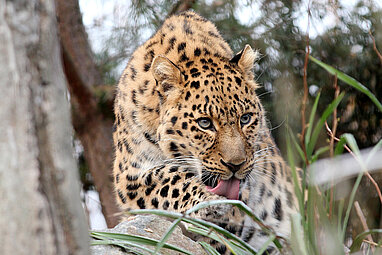 Ein Amurleopard leckt mit seiner Zunge seine Vorderpfote