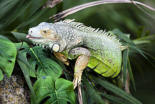 Grüner Leguan sitzt im Grünen und streckt seine Zunge heraus
