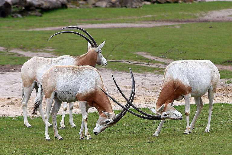 Scimitar-horned oryx fighting