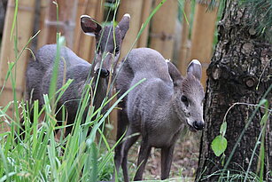 two Michie’s tufted deers
