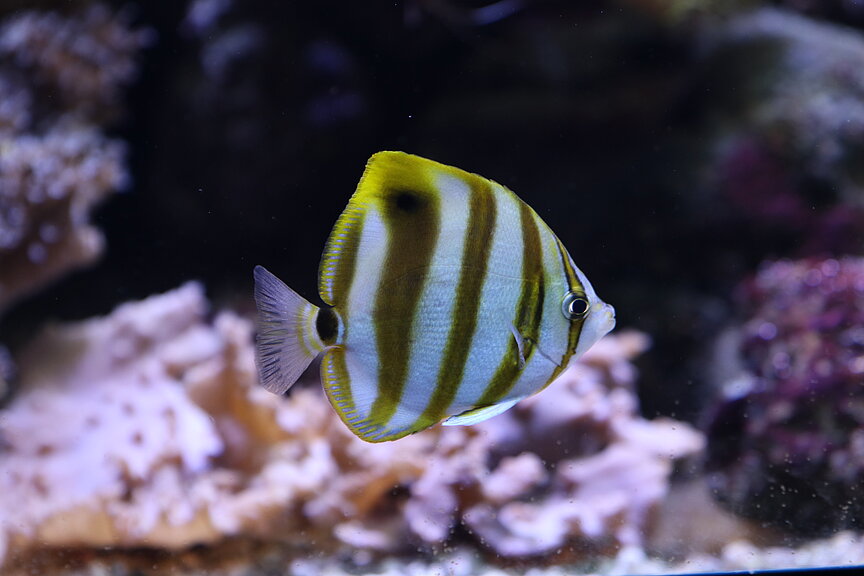 Segelfalterfisch im Aquarium