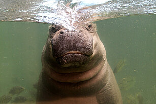 Pygmy hippopotamus under water
