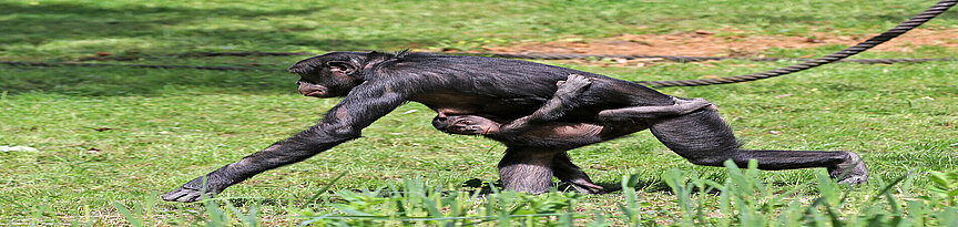 Bonobo mit Jungtier beim Laufen über die Außenanlage