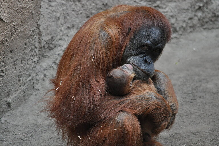 Orang-Utan Mutter Raja hält Tochter Lursa im Arm