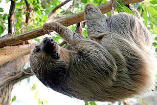 Linne’s two-toed sloth 