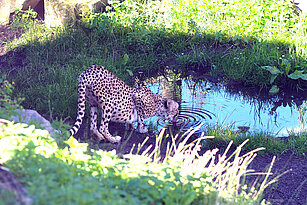 Trinkender Gepard am Teich auf der Anlage.