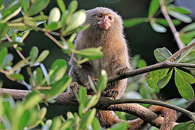 Eastern pygmy marmoset 