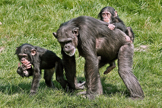  Schimpanse läuft mit zwei Jungtieren durch Pongoland, eins davon trägt sie auf dem Rücken