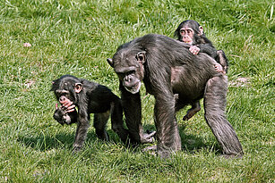 Schimpanse läuft mit zwei Jungtieren durch Pongoland, eins davon trägt sie auf dem Rücken