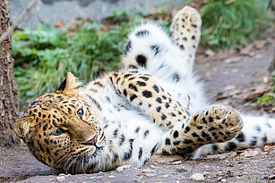Amurleopard auf dem Rücken liegend im Leoparden-Tal