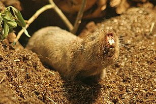 Ansell´s mole-rat 