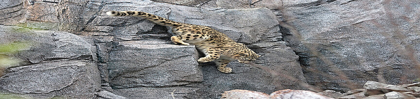snow leopard climbing the rocks