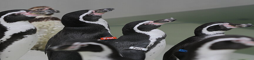 Die ersten Pinguine sind eingezogen
