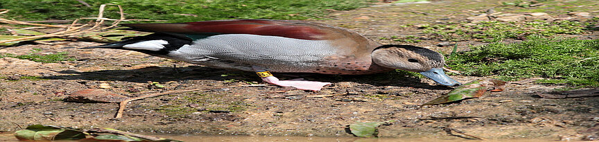Eine Rotschulterente steht auf der feuchten Erde am Ufer mit gesenktem Kopf