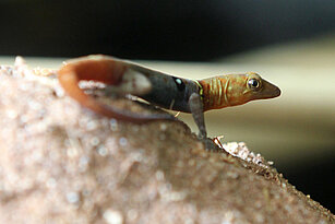 Yellow head dwarf gecko 