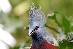 Sclater's crowned-pigeon 