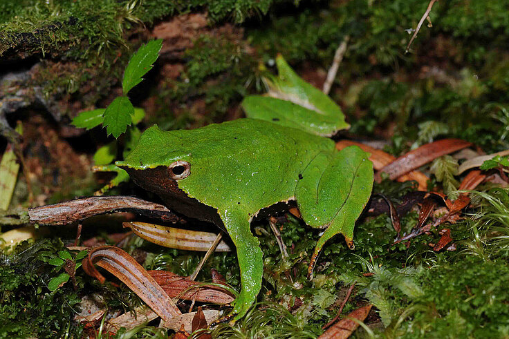 Nasenfrosch Nasenfrosch auf Waldboden