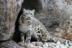 snow leopard sitting