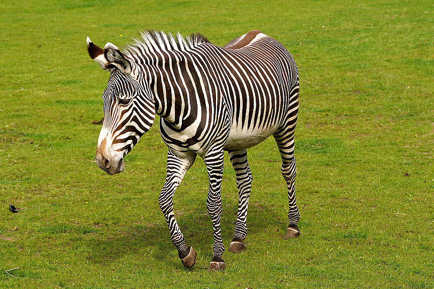 Grevy-Zebra trabt über die Kiwara-Savanne