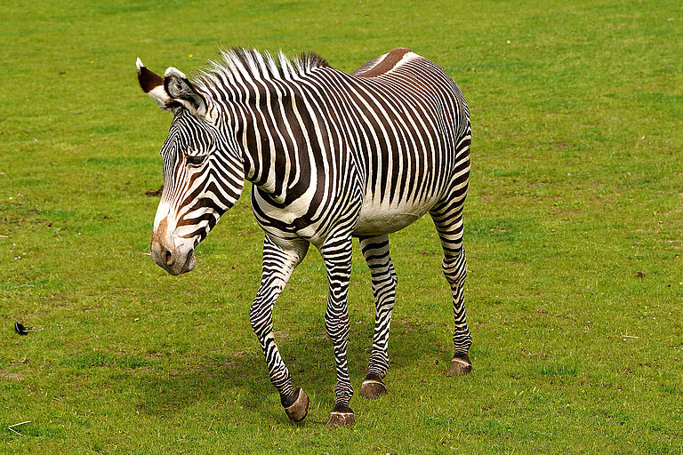 Grevy-Zebra trabt über die Kiwara-Savanne