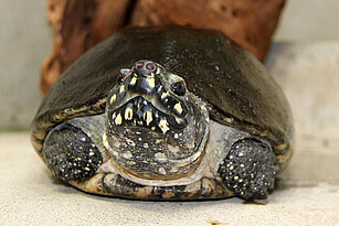  Strahlen-Dreikielschildkröte von vorn