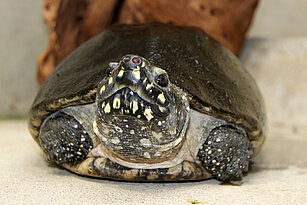 Spotted pond turtle 