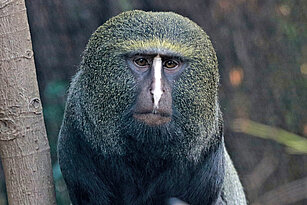 Owl-faced monkey 