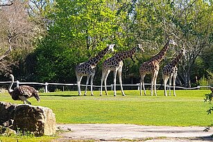 Giraffen auf der Savanne
