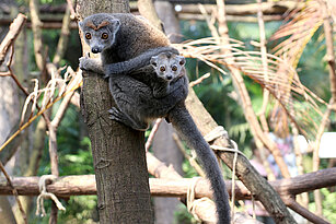 Kronenmaki Weibchen klammert mit einem Jungtier an einem Baum, beide schauen den Betrachter an