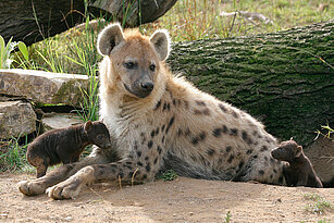 Spotted hyena with her young