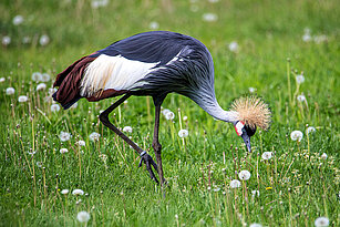 African crowned crane on the Kiwara-Savannah