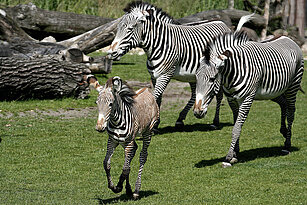 Grevy-Zebras auf der Kiwara-Savanne