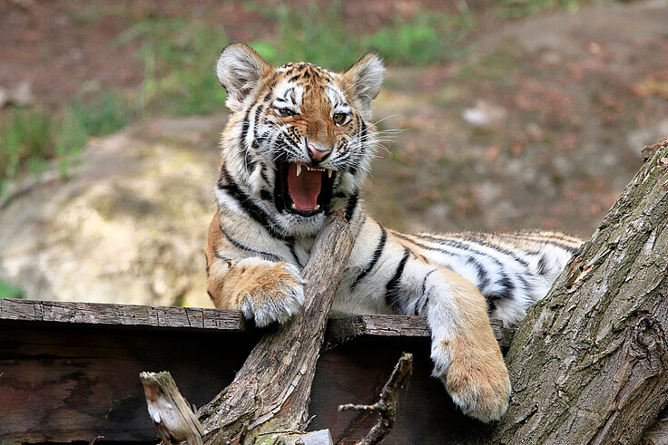 young amur tiger