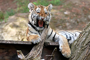 young amur tiger